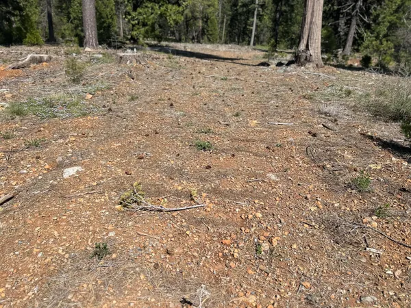 a view of a yard with plants and trees