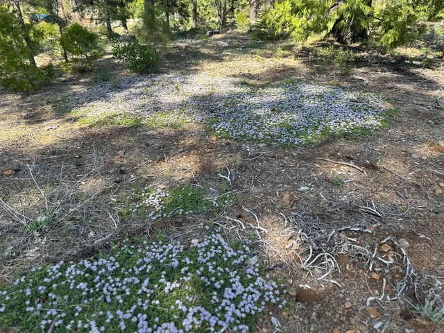 $113,500 | Lot 9 Princess Pine Place, Shingletown, CA 96088