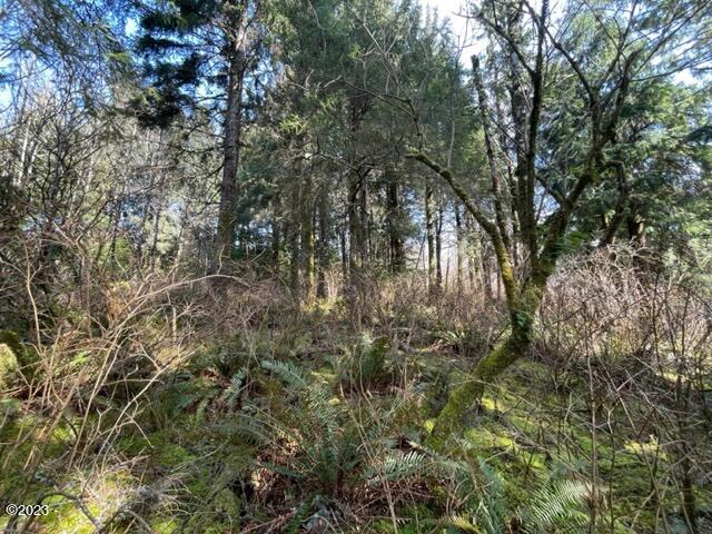501 Brooten Hill Road Pacific City, OR 97135 - Photo 15 of 18 Spruce Hemlock forest
