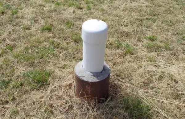 a close view of a plant in a bathroom