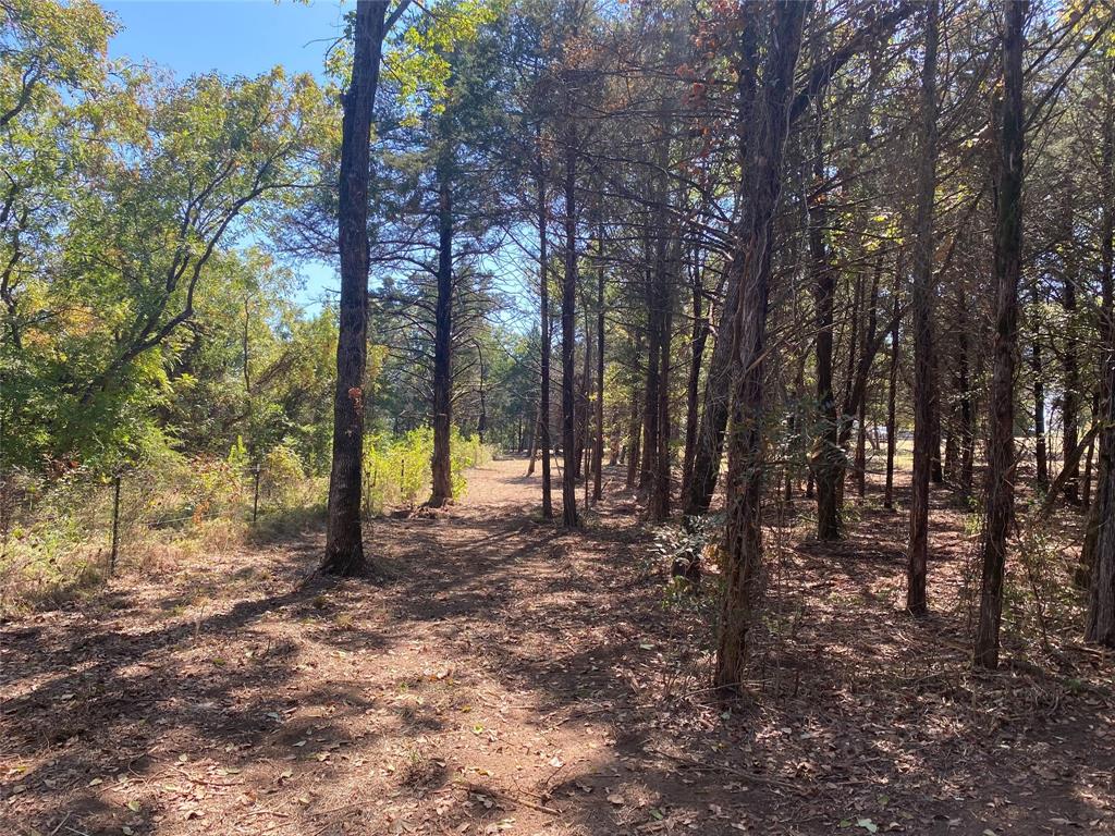 1648 Gordonville Road Gordonville, TX 76245 - Photo 12 of 18 a view of a tree in the forest