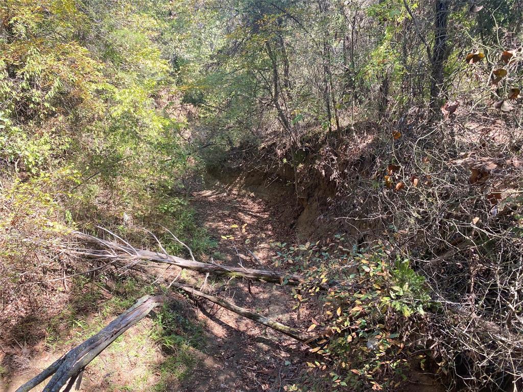 1648 Gordonville Road Gordonville, TX 76245 - Photo 13 of 18 a view of a tree with a tree