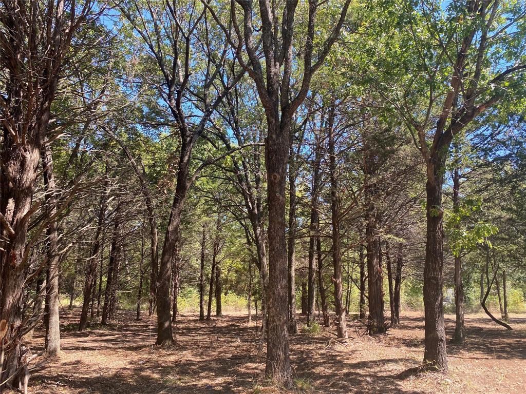 1648 Gordonville Road Gordonville, TX 76245 - Photo 10 of 18 a view of outdoor space with trees