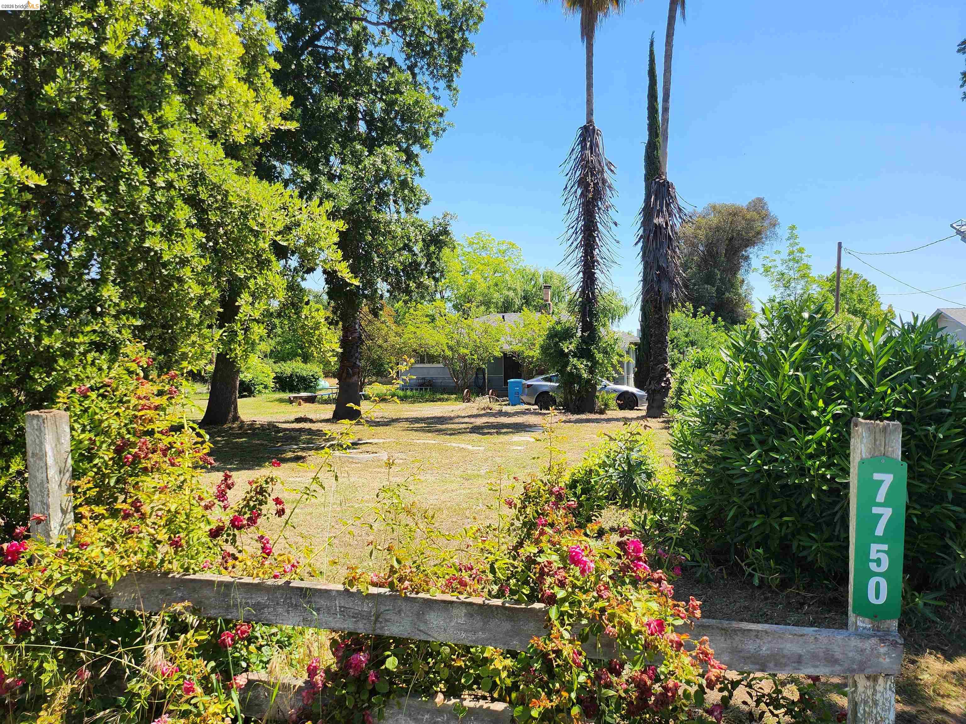 7750 Locke Road Vacaville, CA 95688 - Photo 19 of 23 Expansive front yard featuring mature deciduous trees and tall palm trees