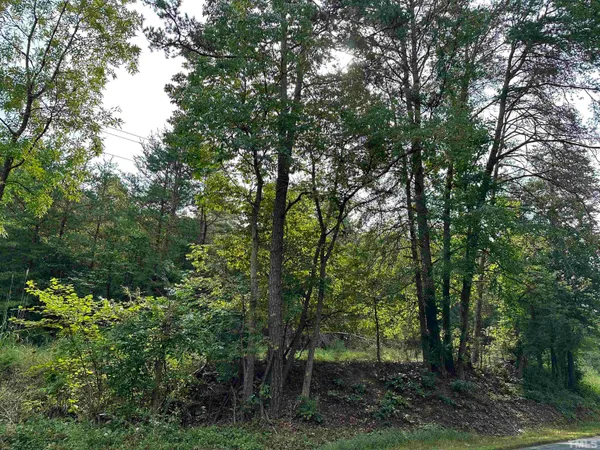 a view of a forest with trees