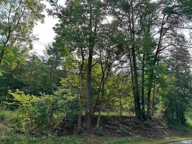 a view of a forest with trees
