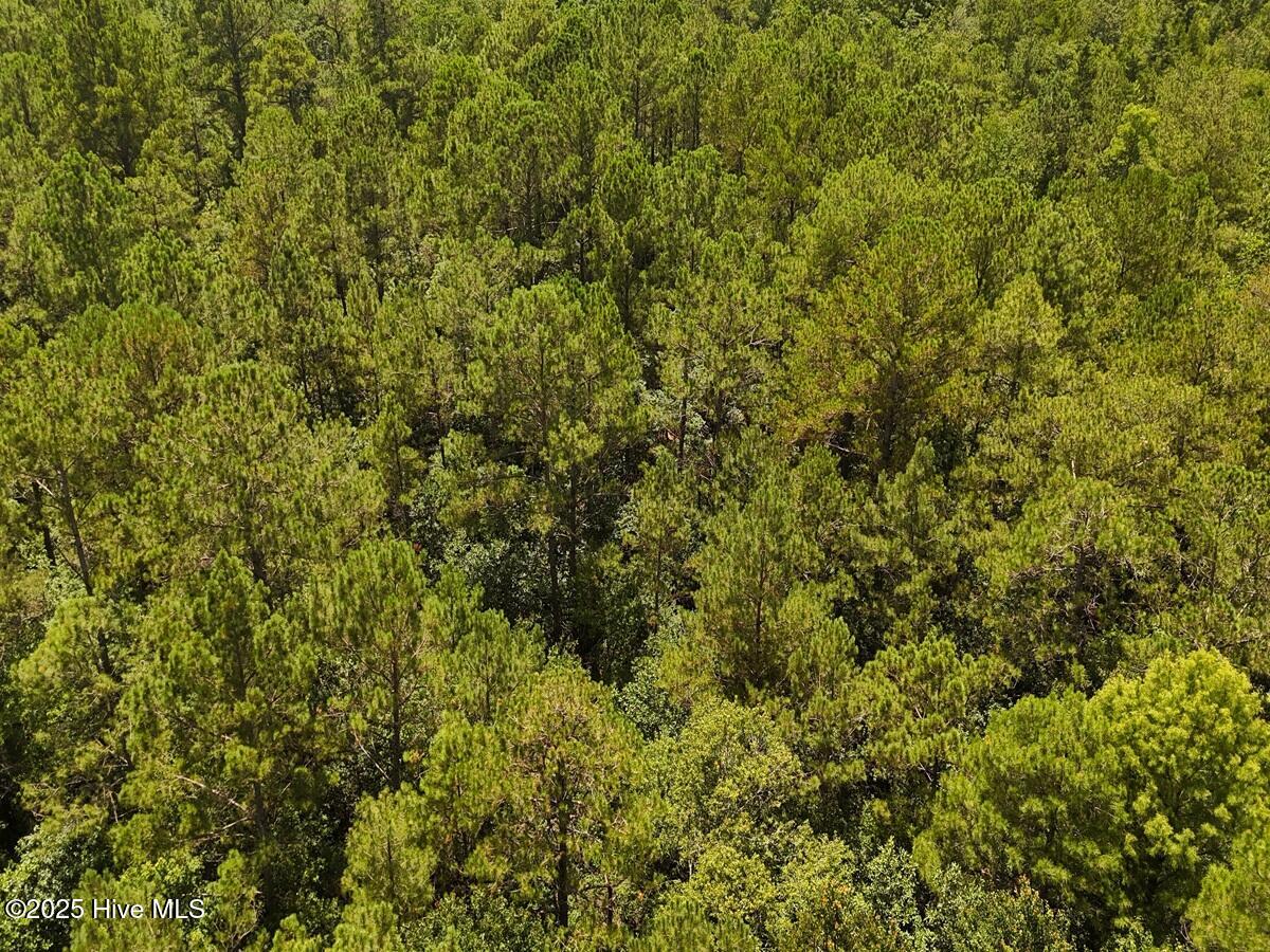 481 Nine Mile Road Maple Hill, NC 28454 - Photo 38 of 43 38. Aerial Timber Image