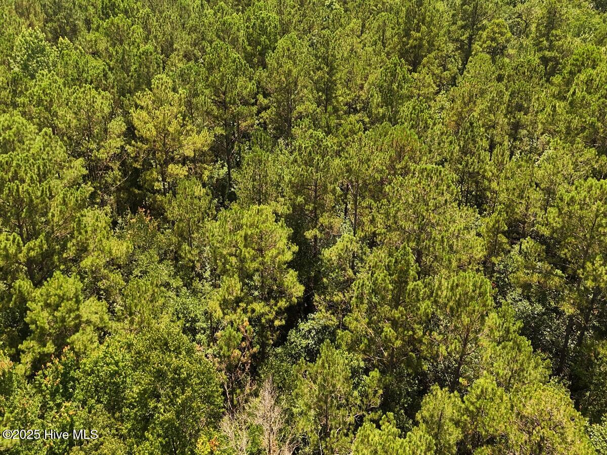 481 Nine Mile Road Maple Hill, NC 28454 - Photo 39 of 43 39. Aerial Timber Image