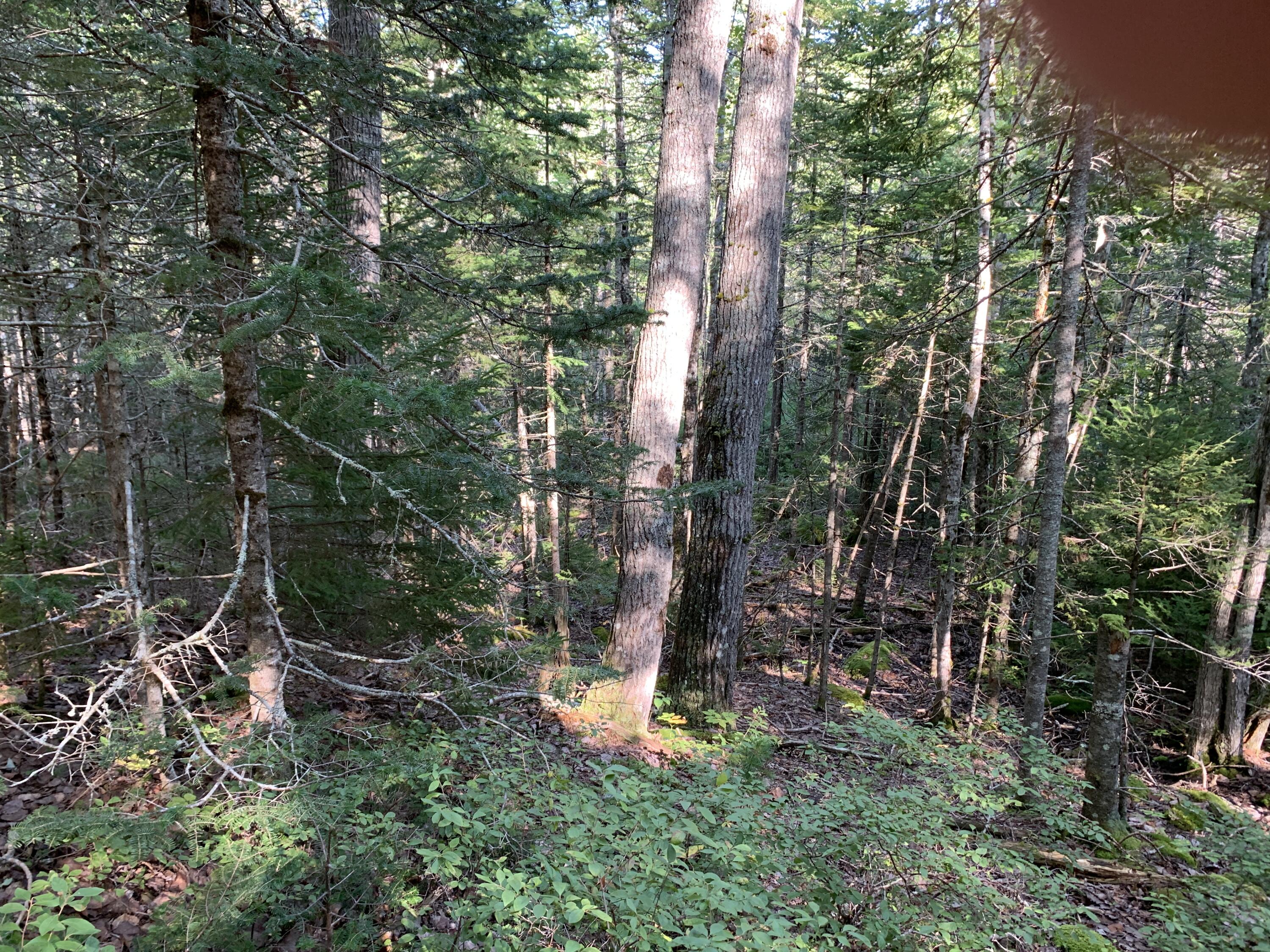8 Lakeside Road Mount Desert, ME 04660 - Photo 11 of 11 IMG_6337