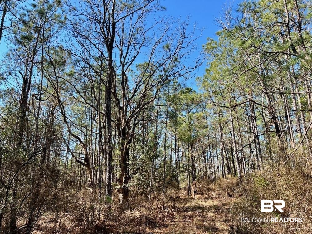 0 Country Road Deer Park, AL 36529 - Photo 8 of 46