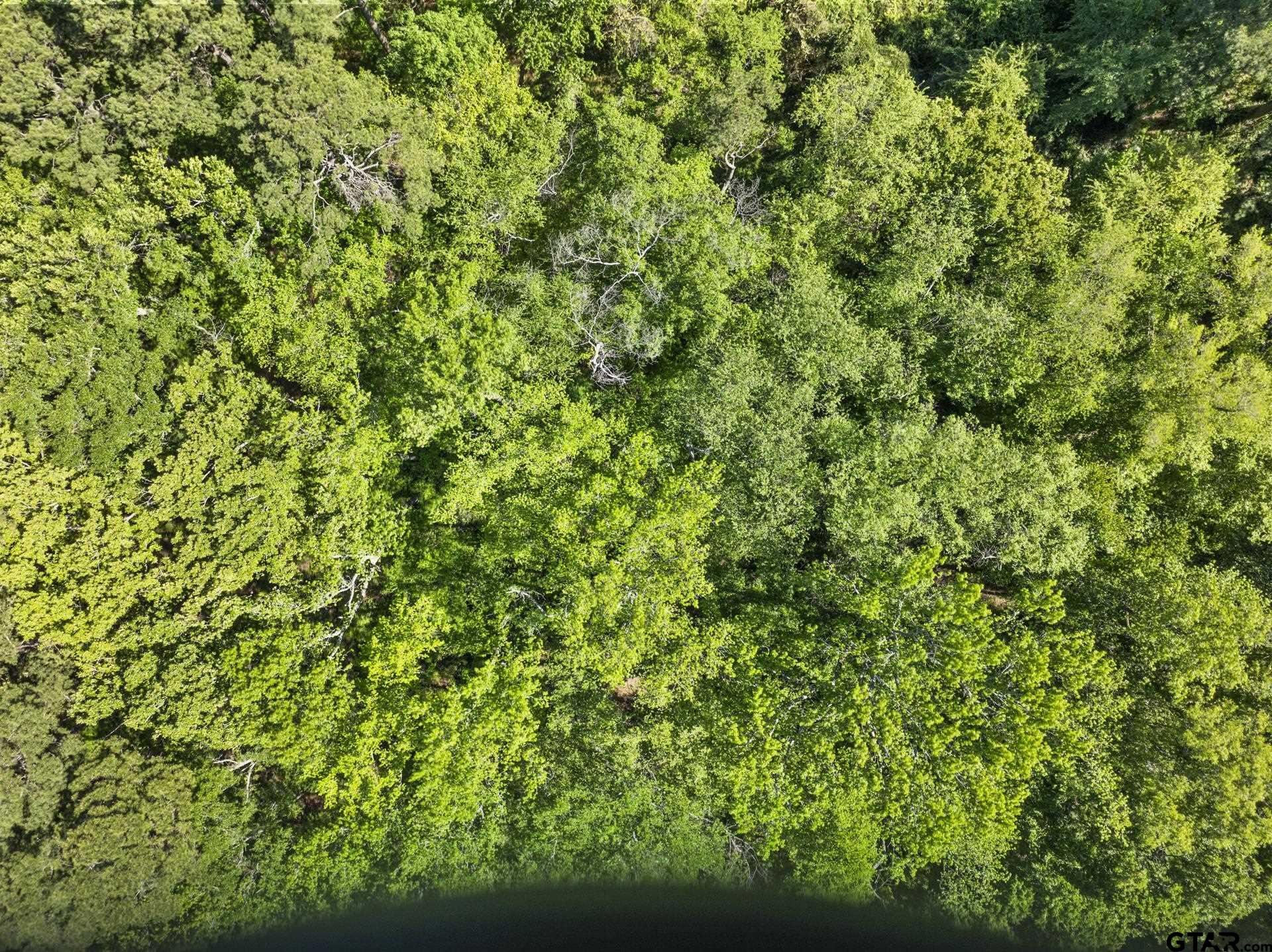 Lot 18 Country Club Road Scroggins, TX 75480 - Photo 12 of 17