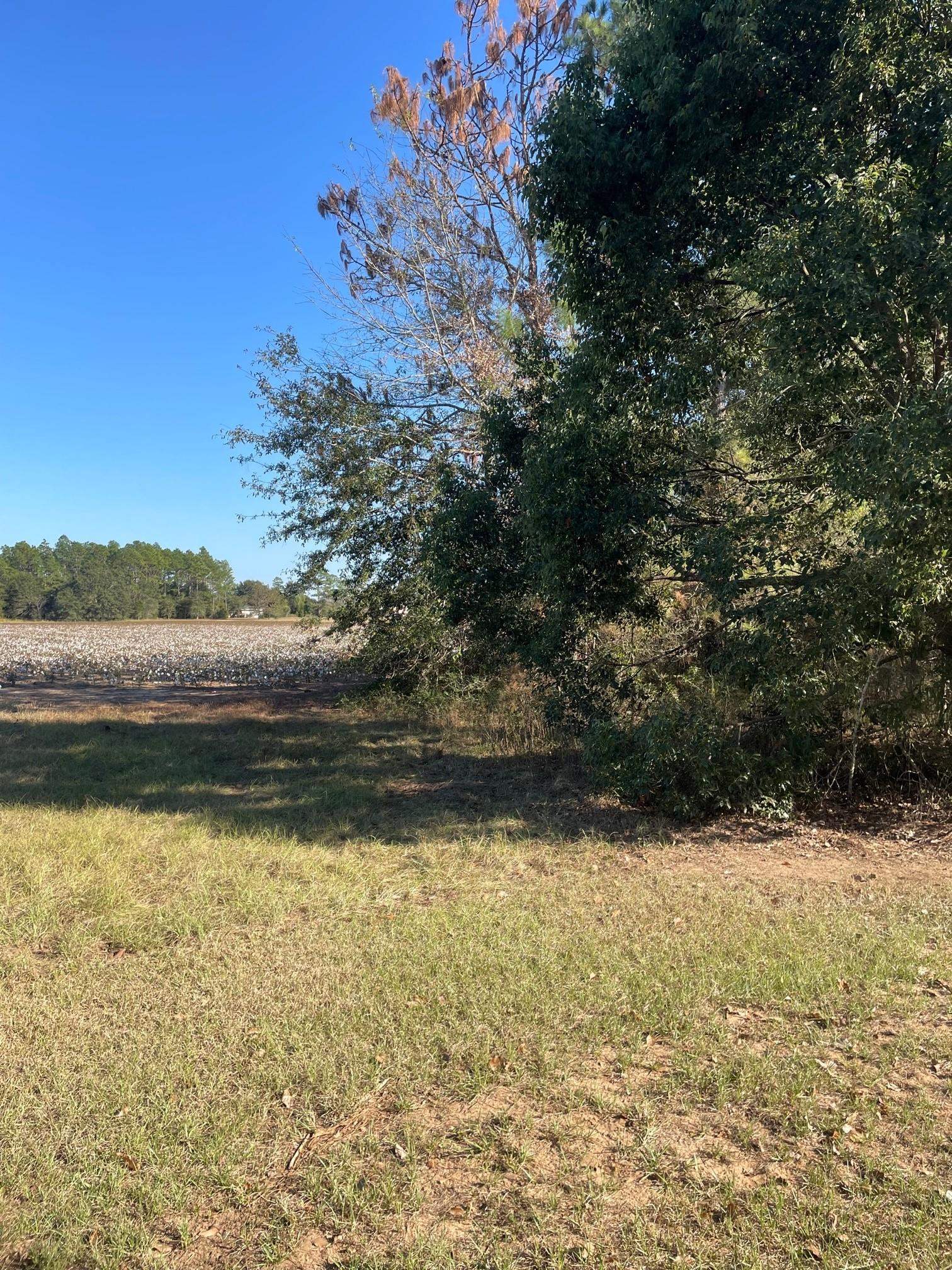 0 Glass And Spivey Road Robertsdale, AL 36567 - Photo 7 of 10