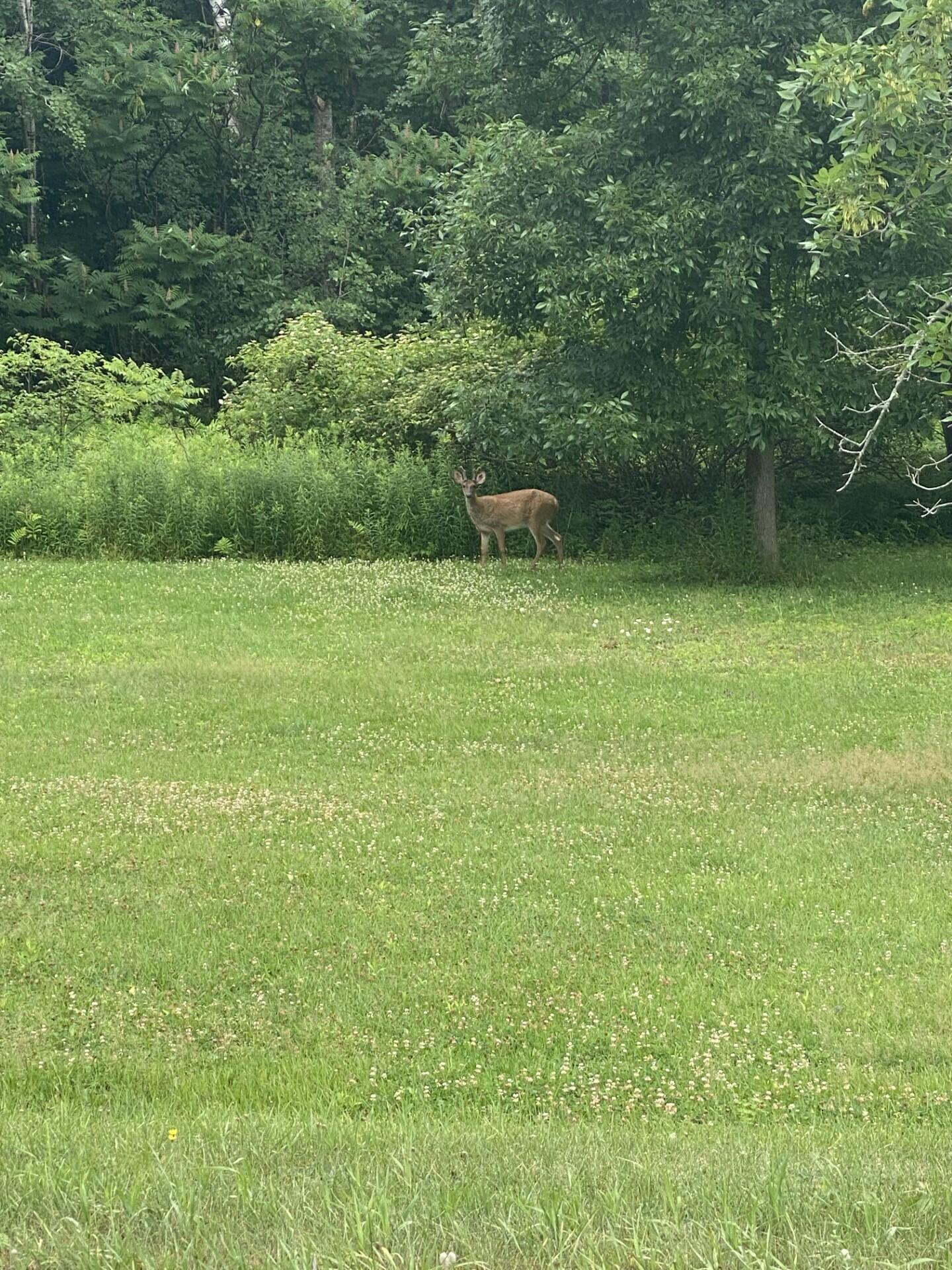 667 Neck Road China, ME 04358 - Photo 45 of 50 Deer love the pasture too