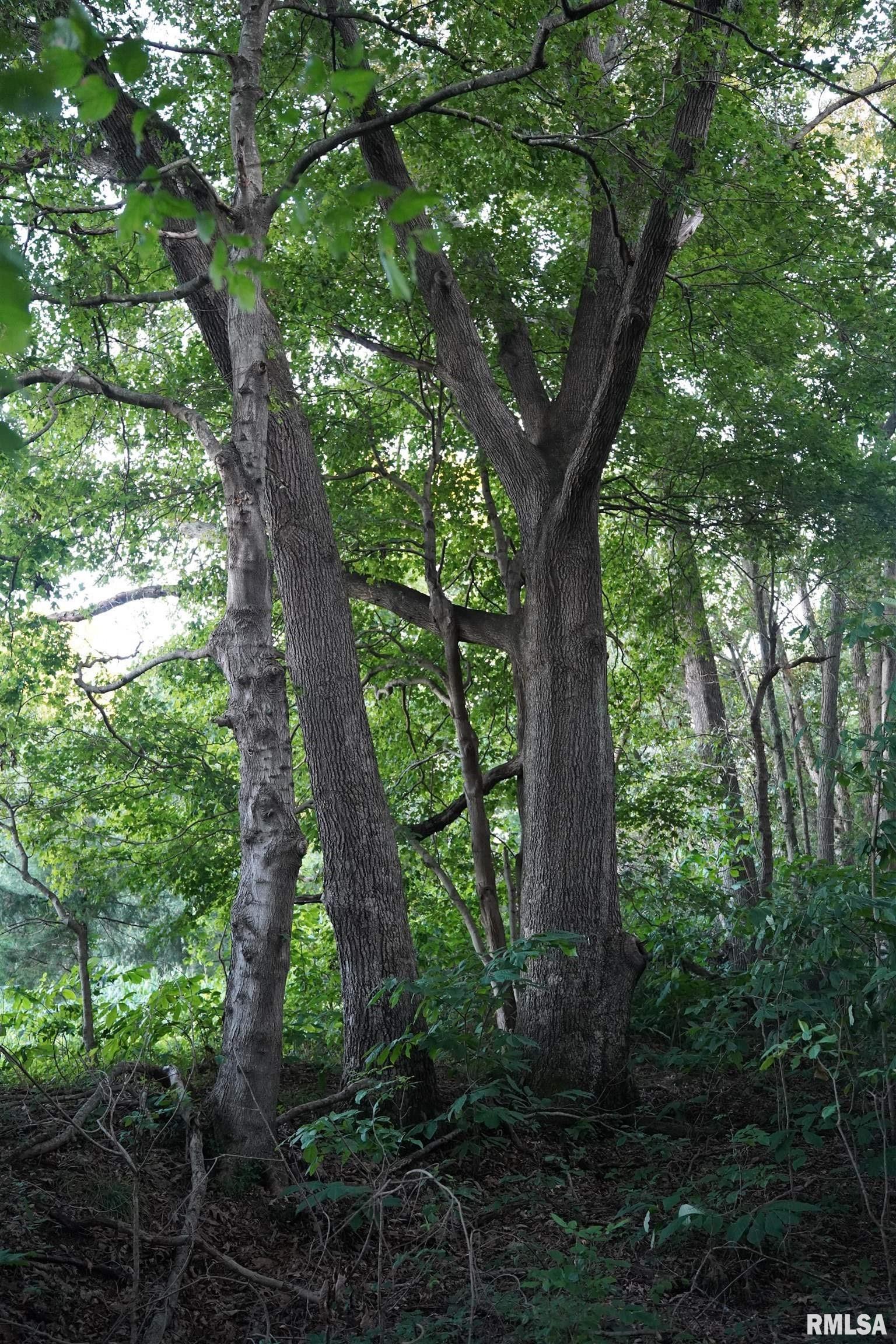 0 Flatwoods Road Simpson, IL 62985 - Photo 4 of 7