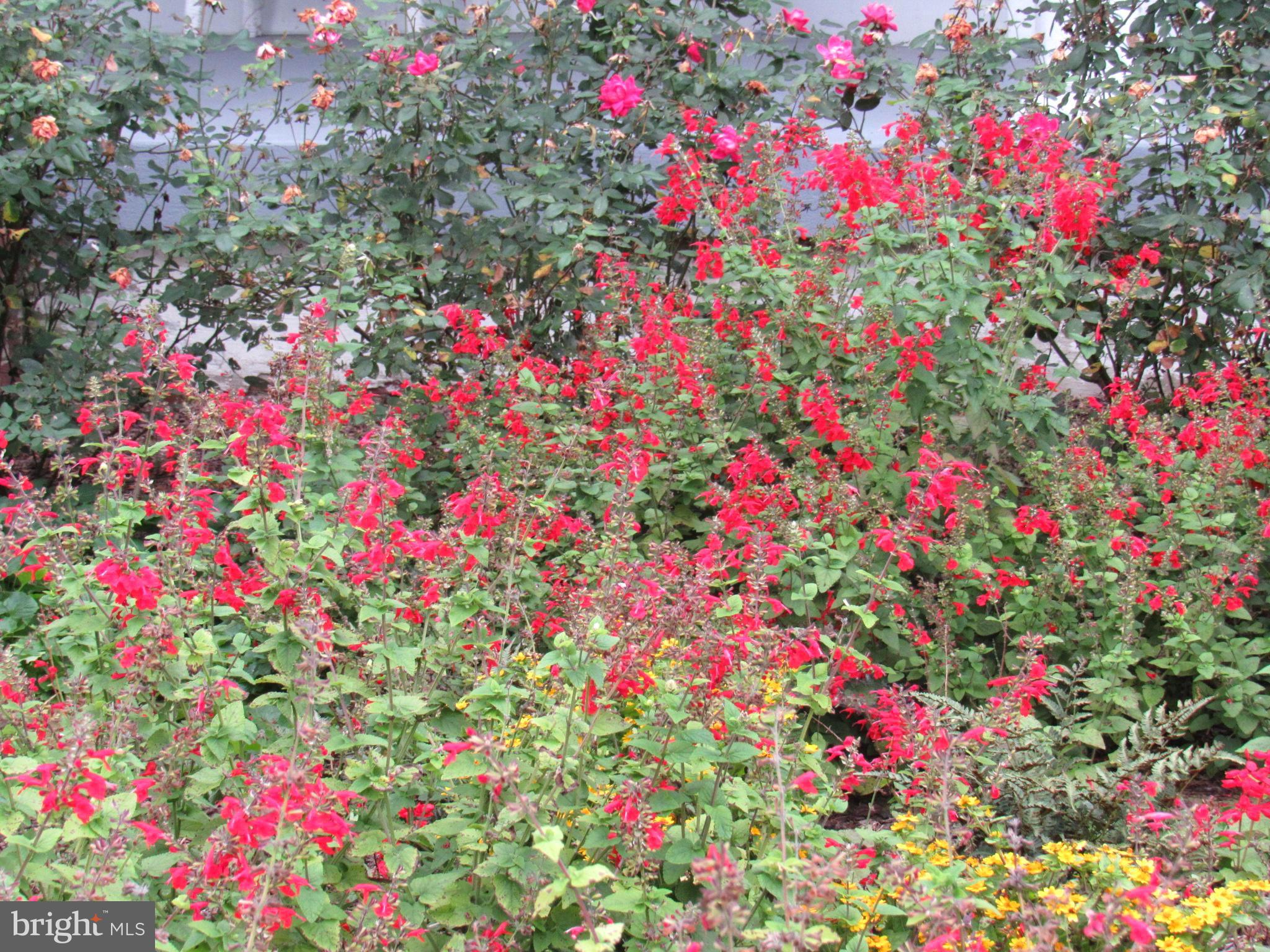 402 Pine Street Laurel, DE 19956 - Photo 9 of 84 Sit and smell the "roses"