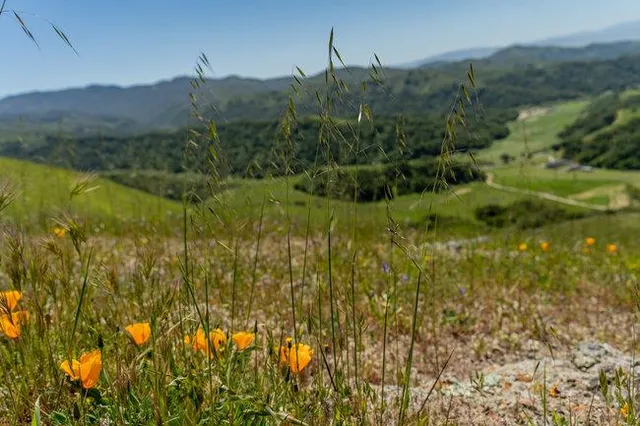 a view of a lush green space
