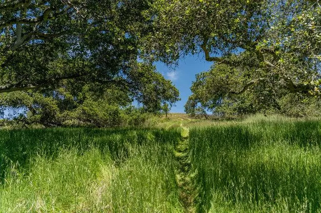 a view of a lush green outdoor space with a lake view