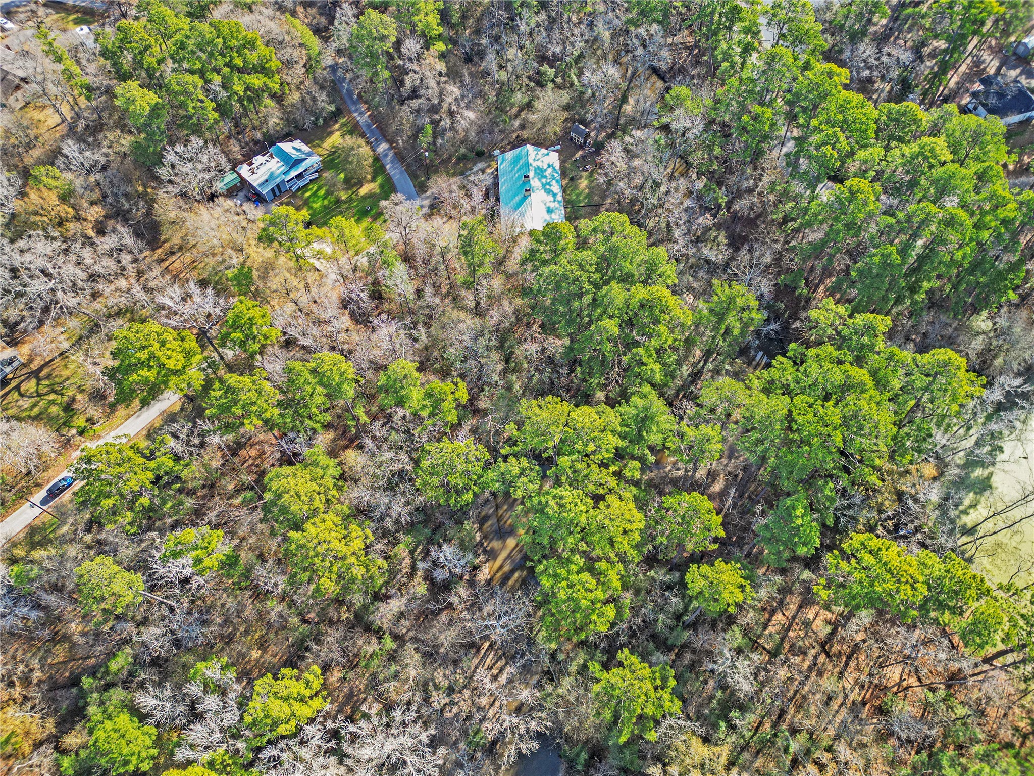 28 Hickory Bend Huntsville, TX 77320 - Photo 5 of 9 a close up of a plant in a garden