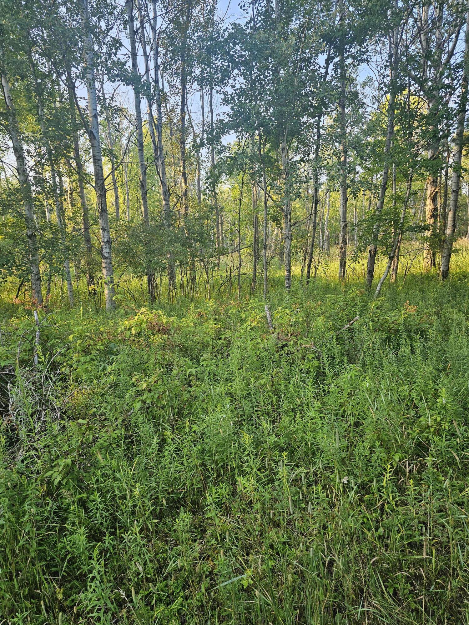 15410 Johnson Road Kaleva, MI 49645 - Photo 2 of 34 backwoods1