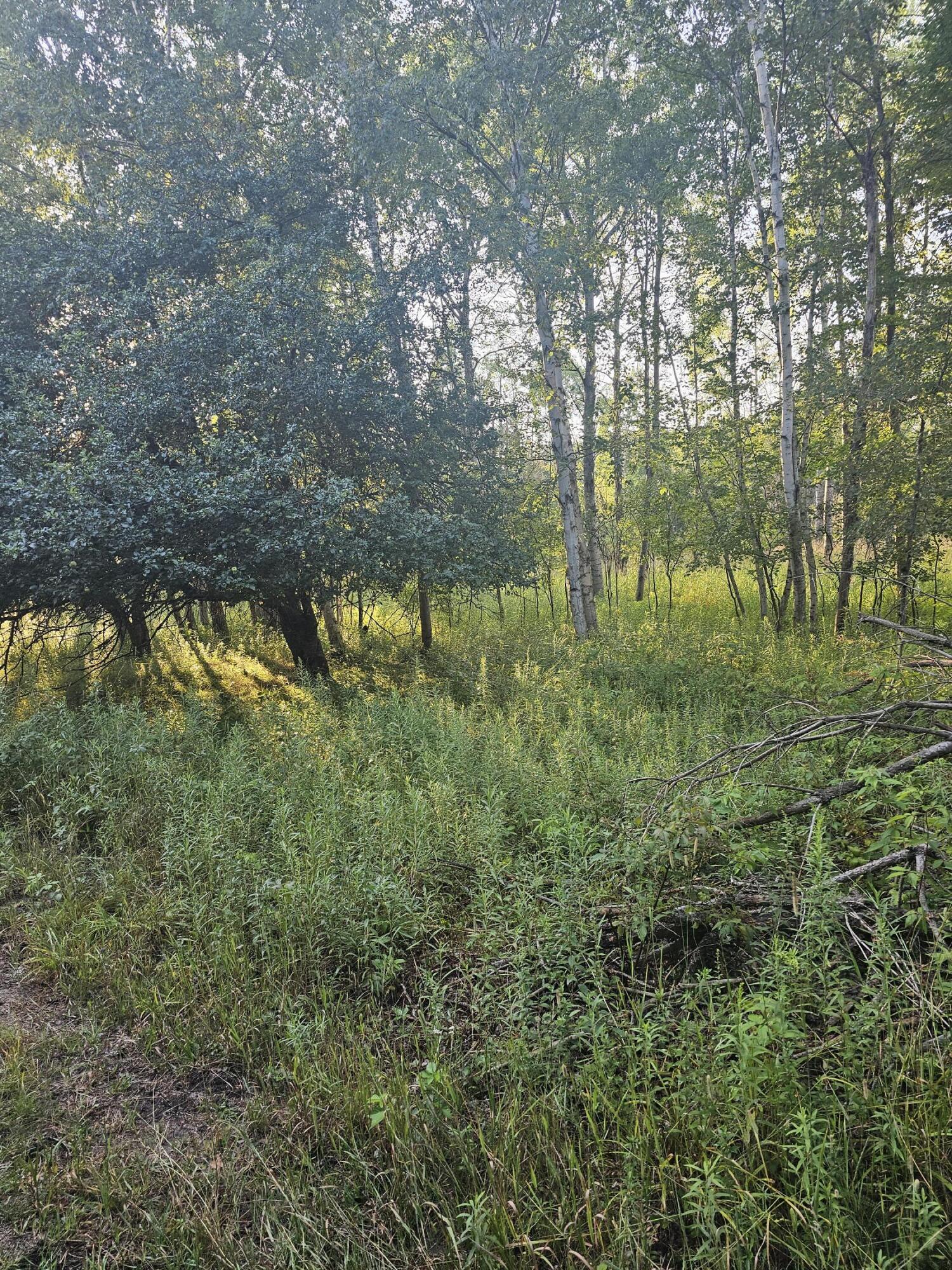 15410 Johnson Road Kaleva, MI 49645 - Photo 3 of 34 backwoods2