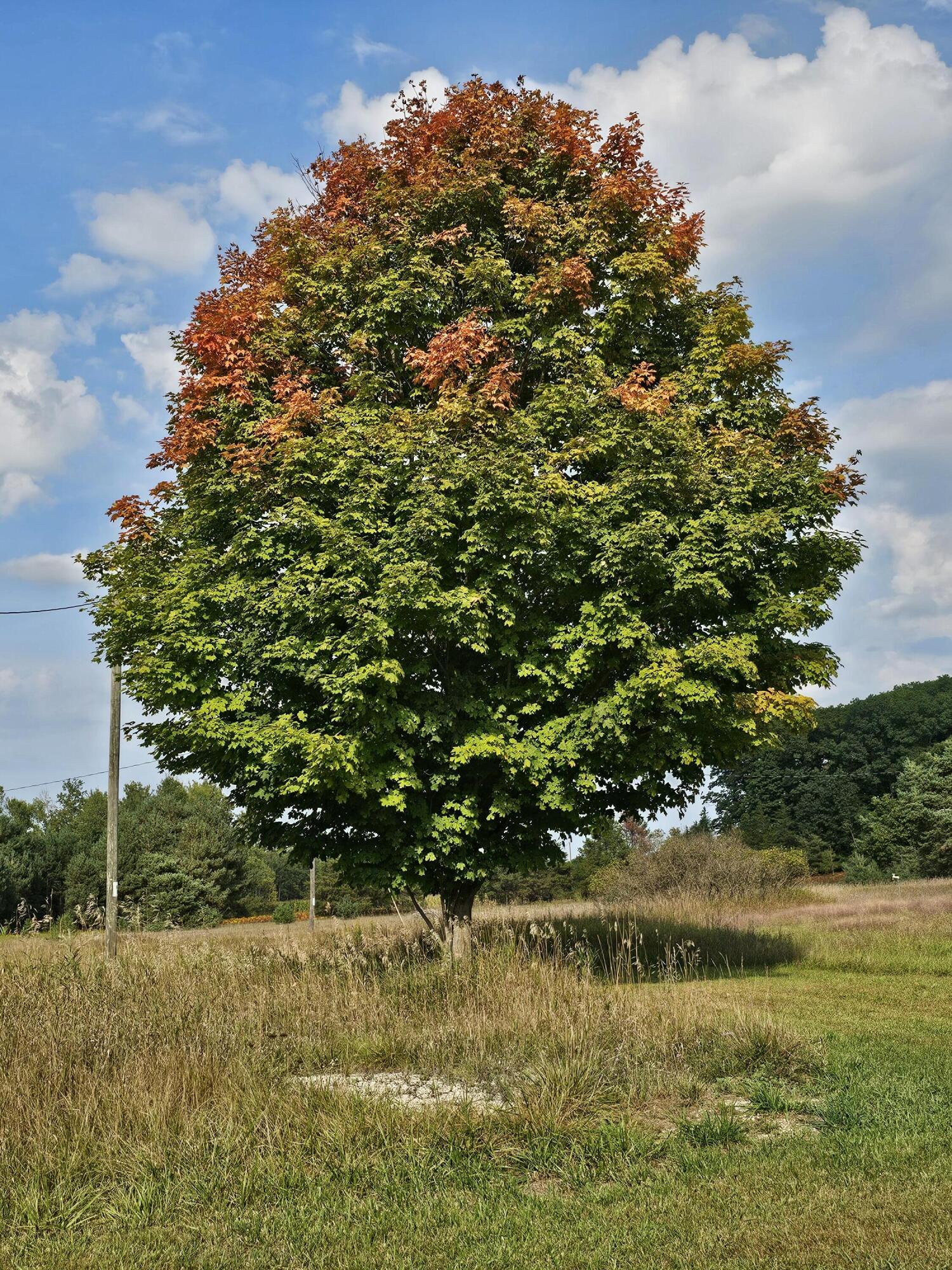15410 Johnson Road Kaleva, MI 49645 - Photo 34 of 34 yard3