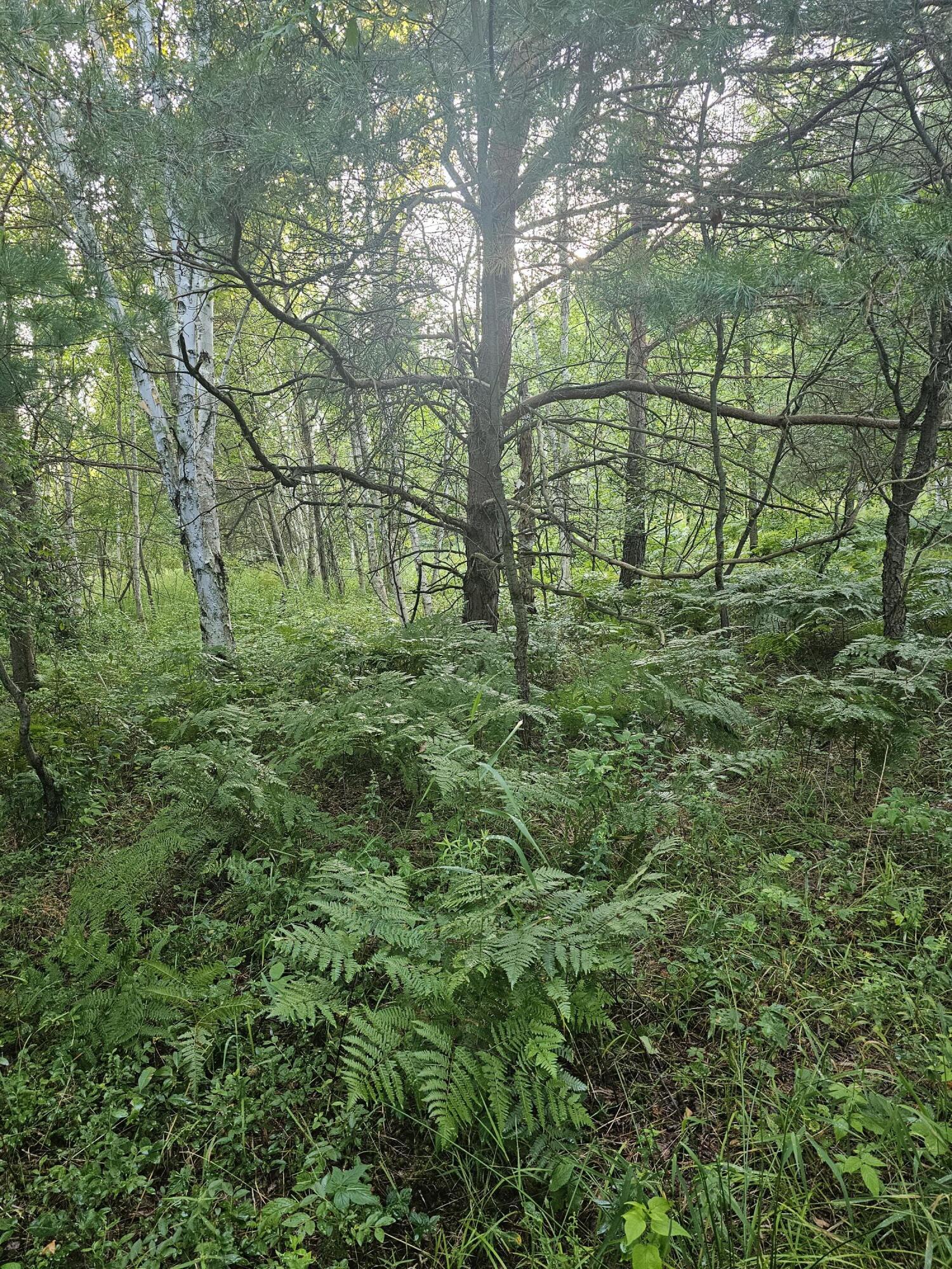 15410 Johnson Road Kaleva, MI 49645 - Photo 4 of 34 backwoods3