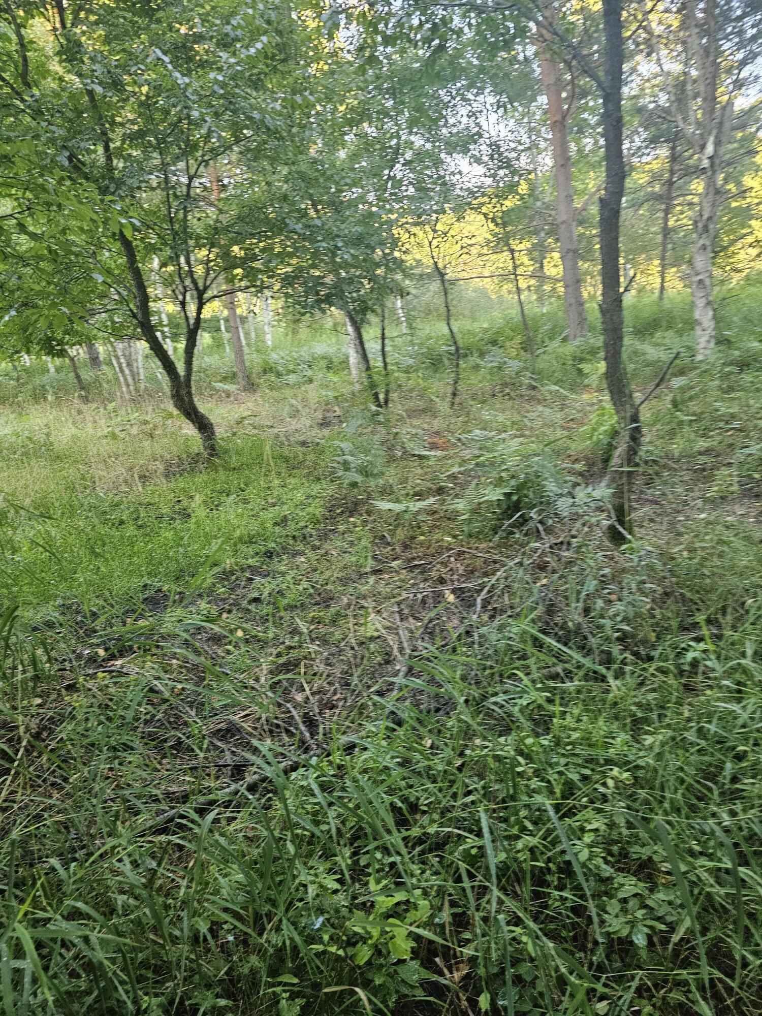 15410 Johnson Road Kaleva, MI 49645 - Photo 5 of 34 backwoods4