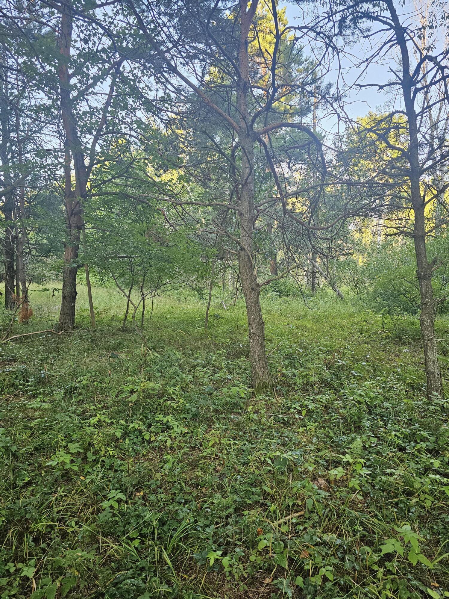 15410 Johnson Road Kaleva, MI 49645 - Photo 6 of 34 backwoods5 (2)