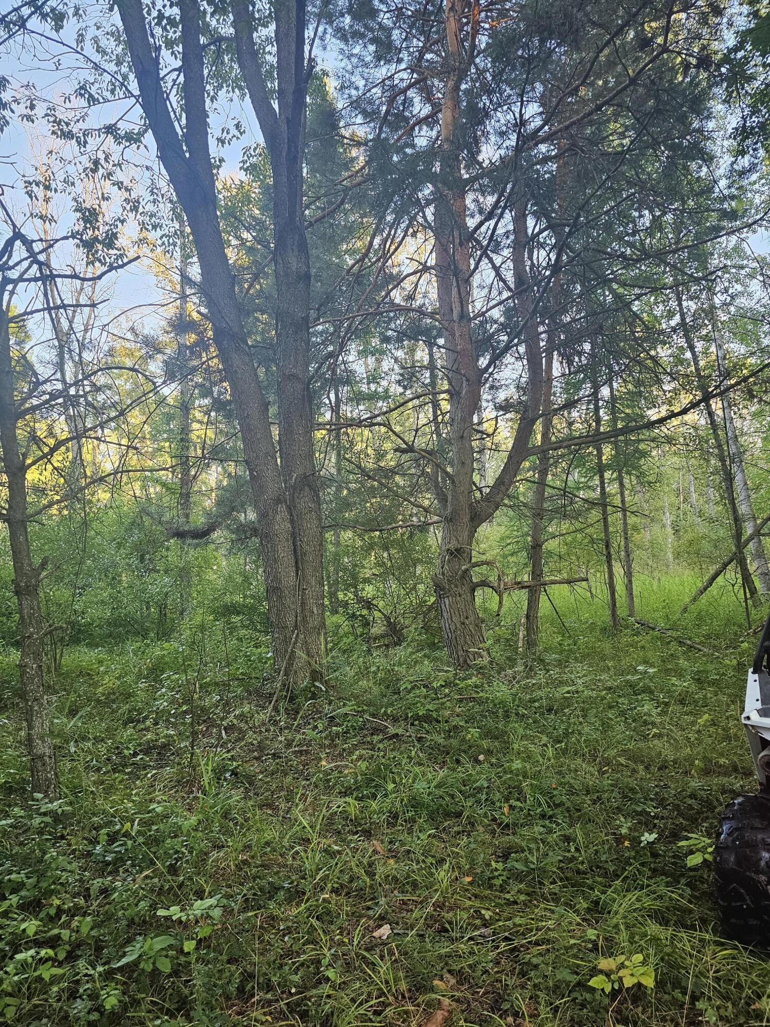 15410 Johnson Road Kaleva, MI 49645 - Photo 8 of 34 backwoods7