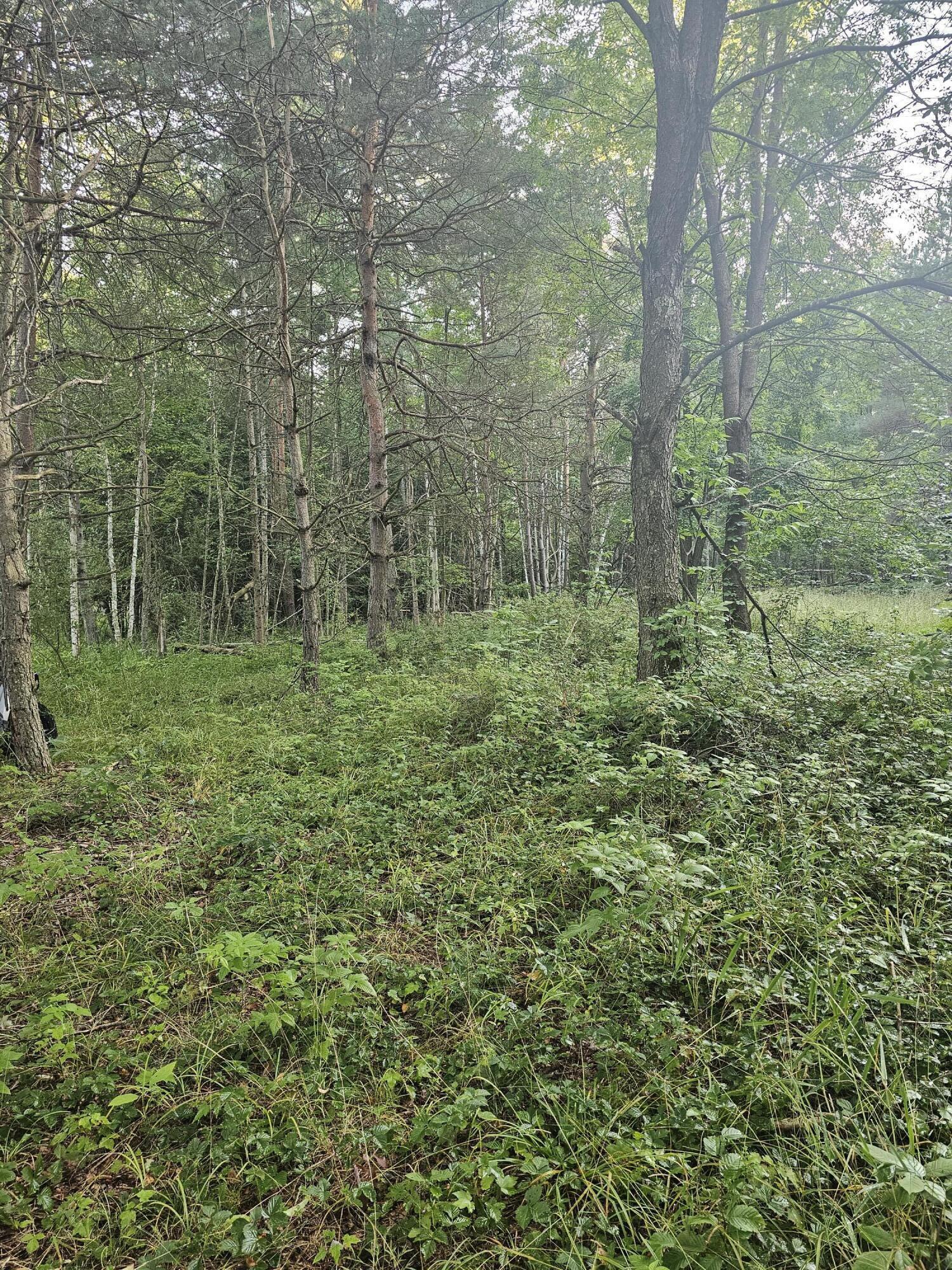 15410 Johnson Road Kaleva, MI 49645 - Photo 9 of 34 backwoods8