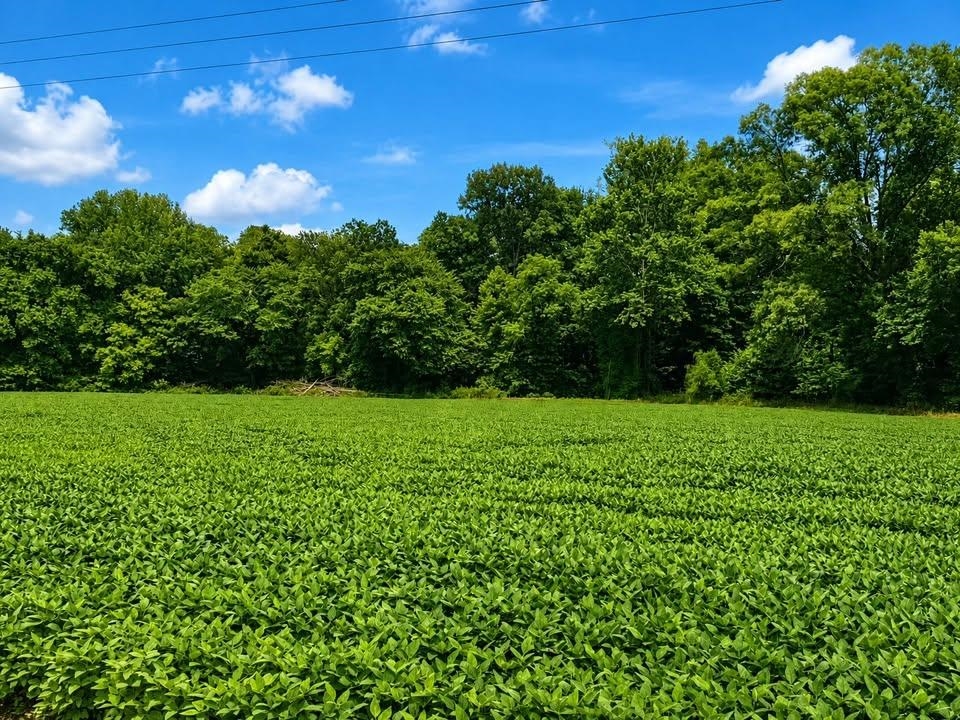 8539 Campground Road Drummonds, TN 38023 - Photo 3 of 39 49.15 Acres. Soybeans - Leased to Farmer. Income producing property.