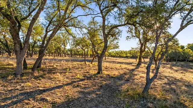 a view of yard with trees