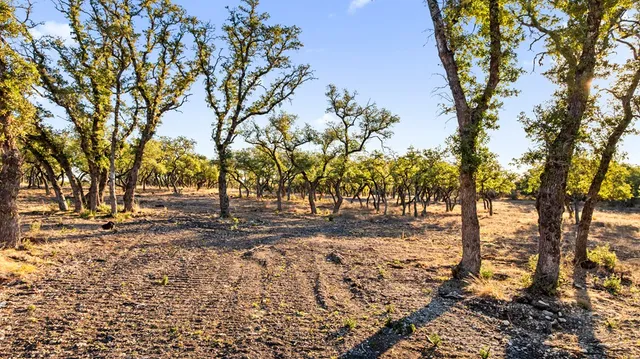a view of yard with trees