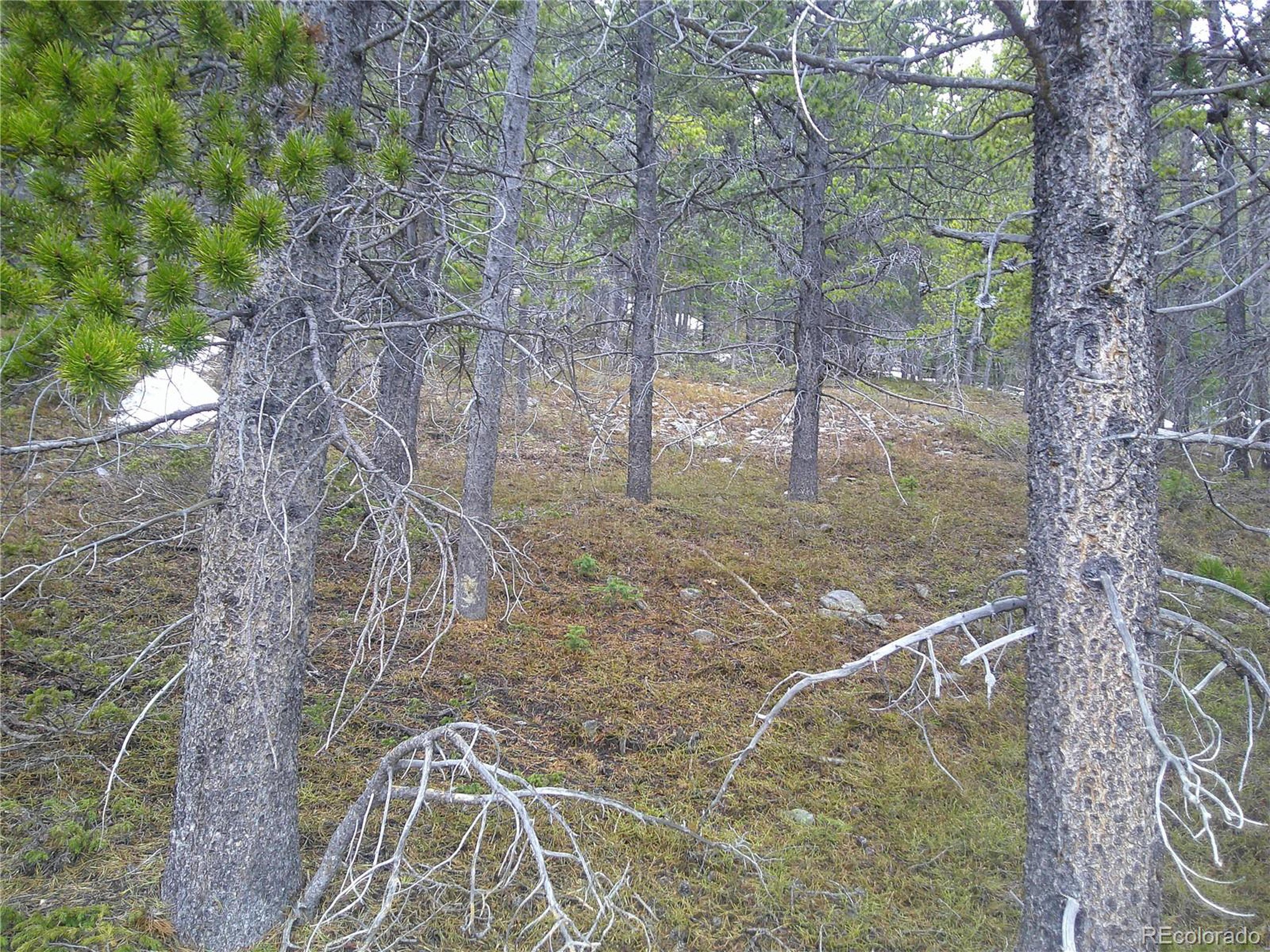 417 Glory Hole Road Idaho Springs, CO 80452 - Photo 2 of 5 a backyard with large trees