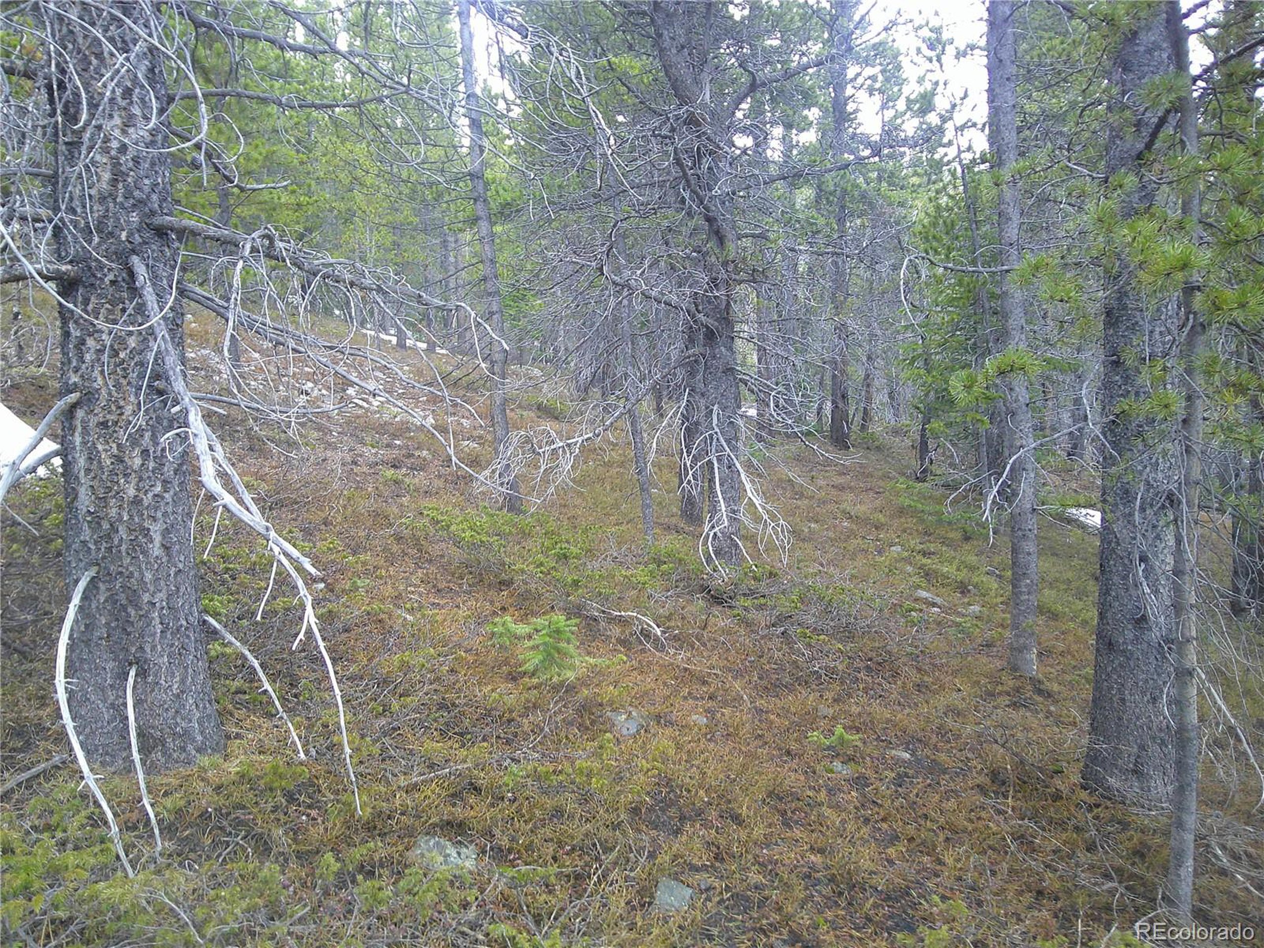417 Glory Hole Road Idaho Springs, CO 80452 - Photo 4 of 5 a backyard of a house with lots of green space