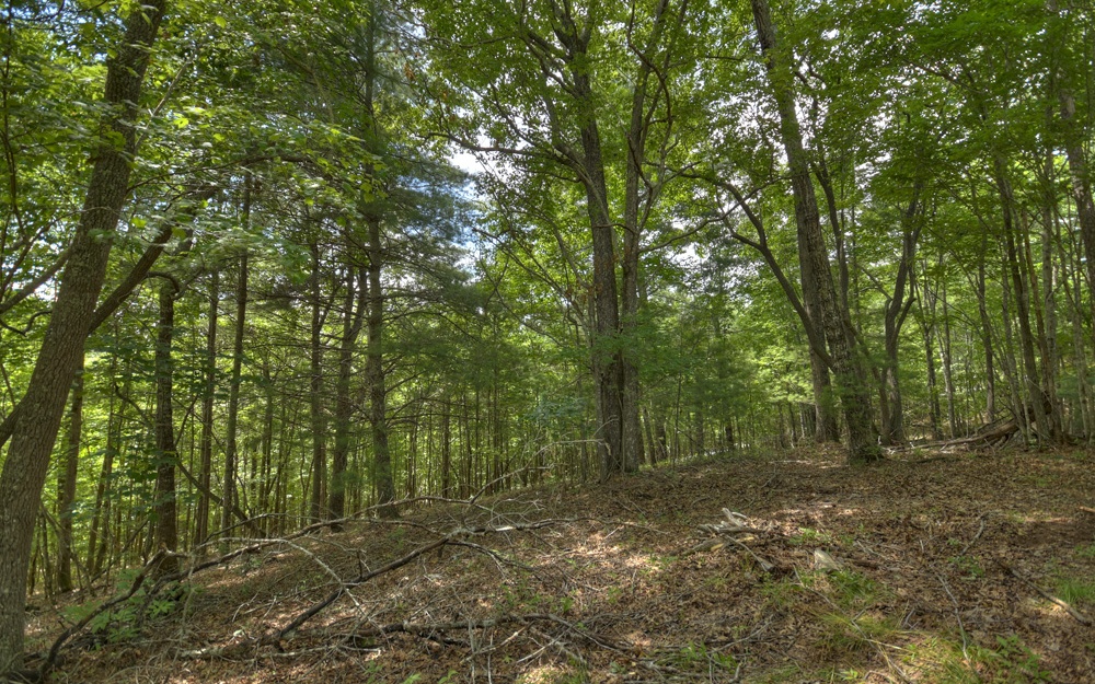 Turning Lay Creek Road Morganton, GA 30560 - Photo 3 of 4 Additional View