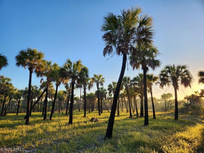Ivy Way Naples, FL 34117 - Photo 1 of 4 a view of three park with palm trees