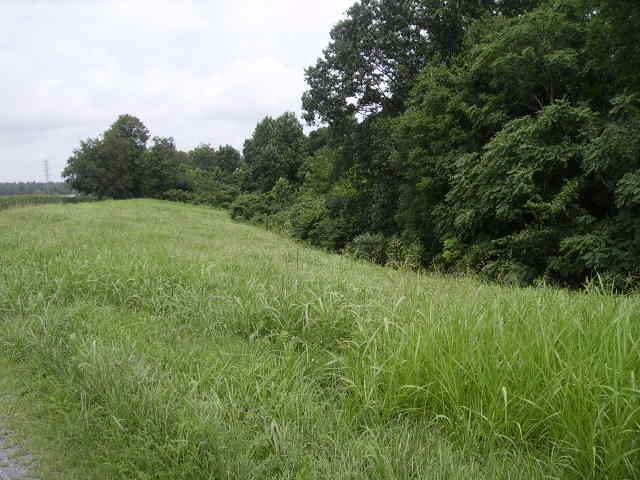 a view of a lush green forest with large trees