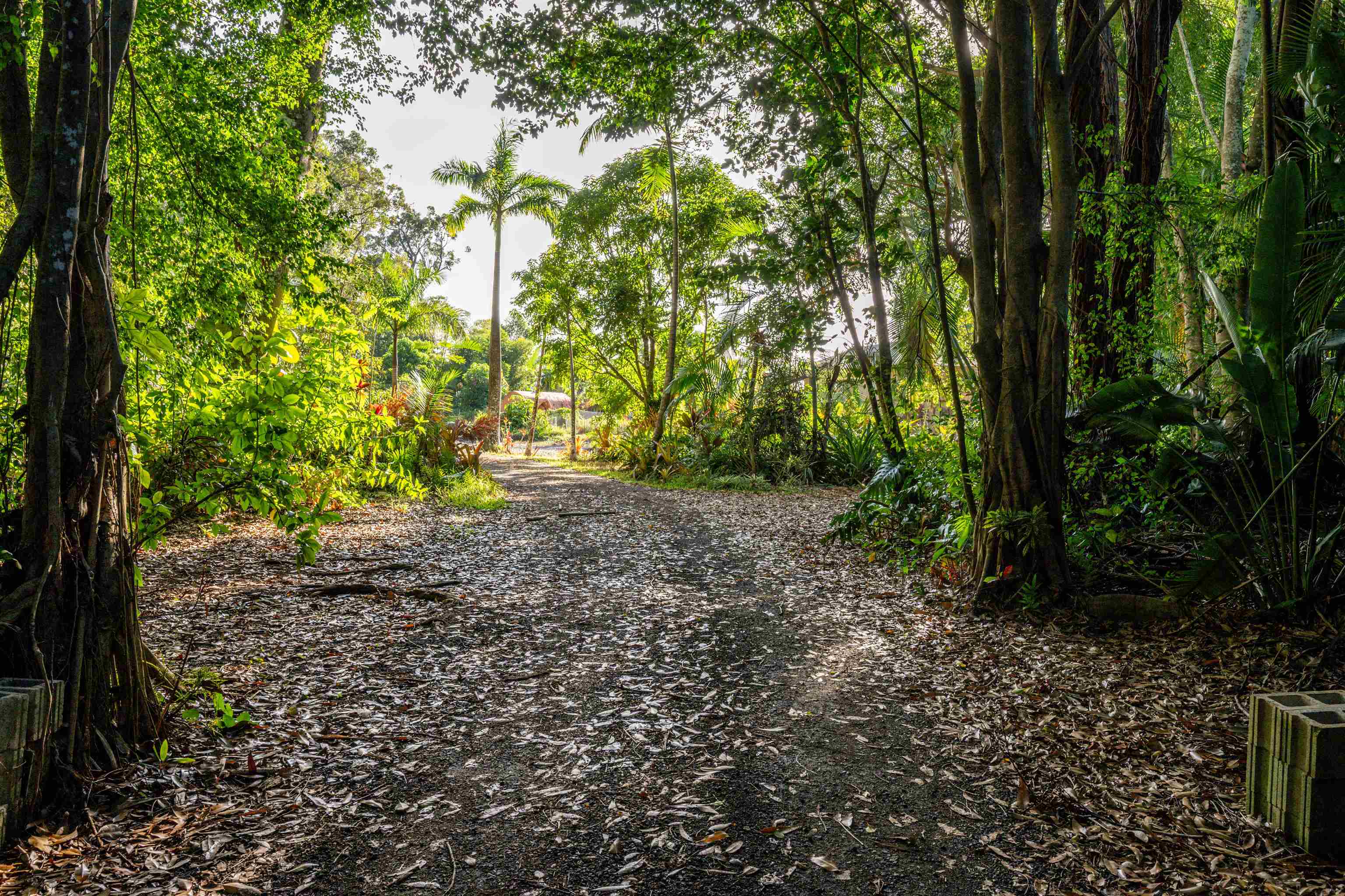 810 Upper Ulumalu Road Haiku, HI 96708 - Photo 2 of 46 a view of a yard with plants and large trees