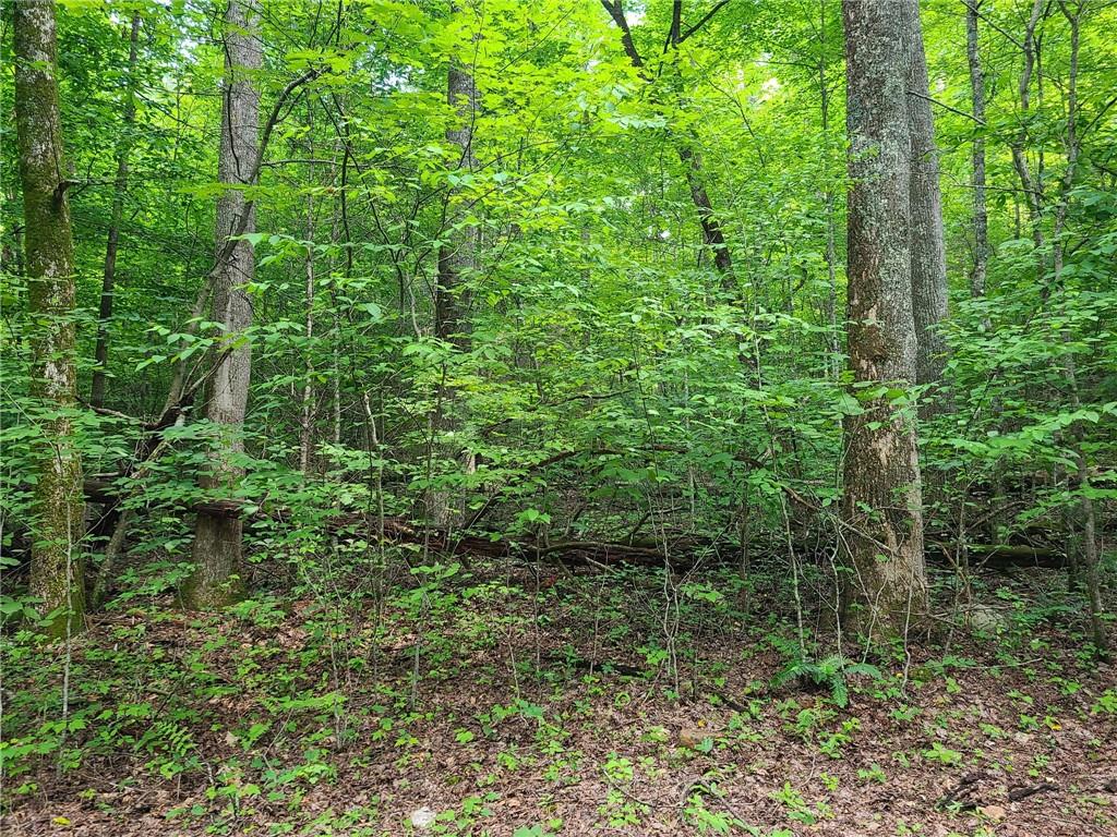 0 Big Creek Road Ellijay, GA 30536 - Photo 10 of 26