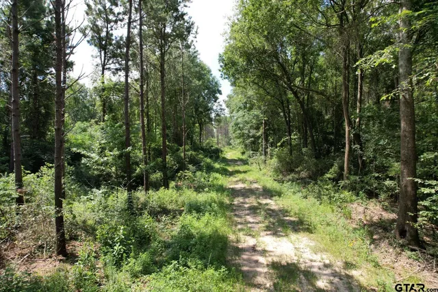 a view of a yard with plants and large trees