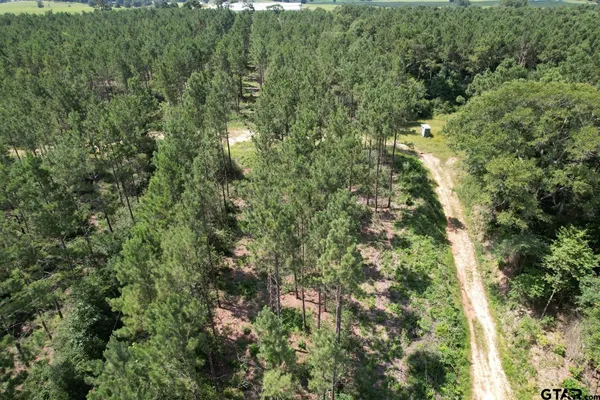 a view of a forest that has a tree