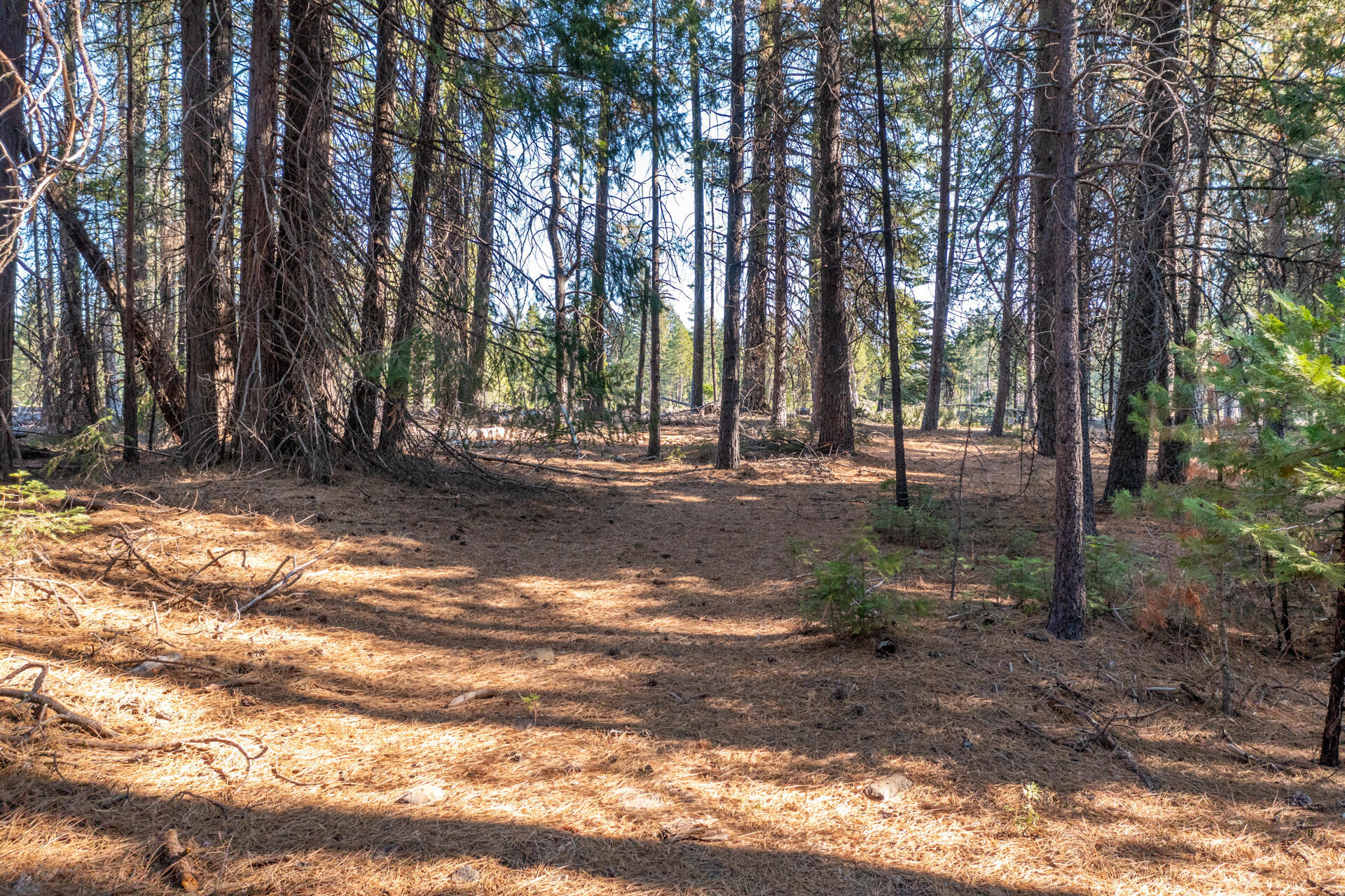 Lot 1 Deer Flat Road Shingletown, CA 96088 - Photo 2 of 13 Entry