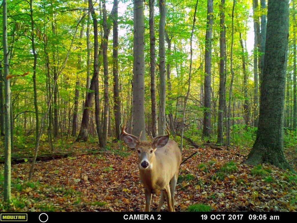 4975 Jacob Road Grass Lake, MI 49240 - Photo 64 of 79 Photo 64