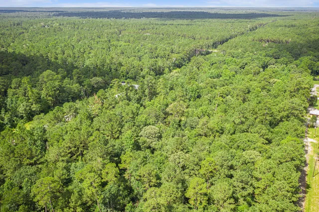 a view of a yard with a plant