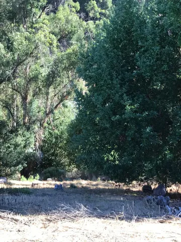 a view of a yard with large trees