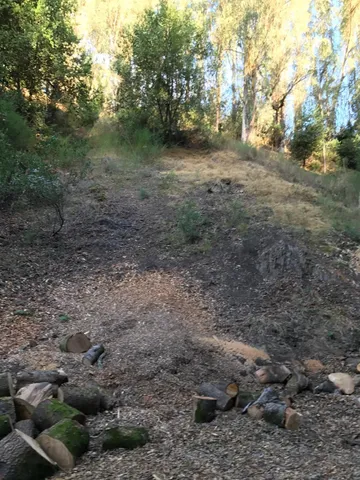 a view of a yard with a tree