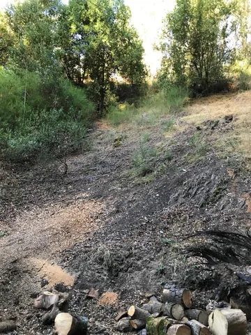a view of a forest with trees in the background