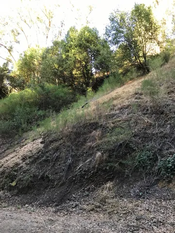 a view of a forest filled with trees