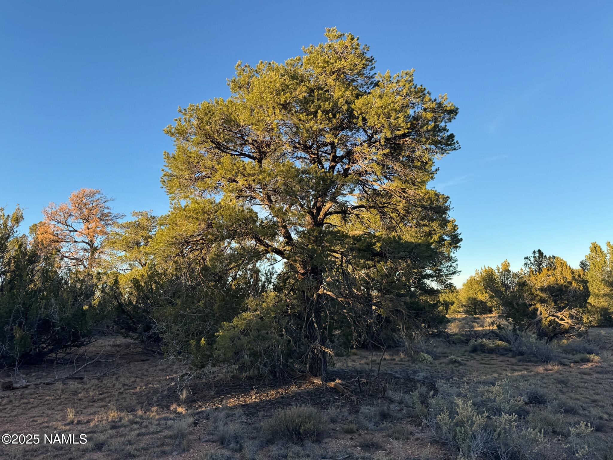 4813 East Woodland Rnch Road Williams, AZ 86046 - Photo 3 of 6